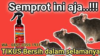 anti tikus antikus produk terlaris di era nya