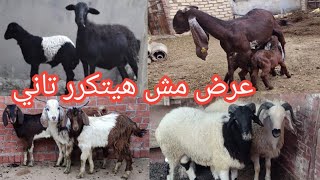 عرض الخميس مش هيتكرر تاني هتشتري يعني هتشتري ب4800 جنيه هتشتري الشامي 5 عروض ماعز وغنم سلالات 🐐🐏👉