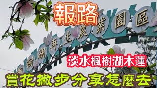 報路 淡水楓樹湖木蓮 賞花撇步分享怎麼去#台灣 #台北 #打卡地#淡水#櫻花#賞花 #賞花景點#歌曲 #過年#去哪玩#感情#春遊#春天#怎麼去#木蘭 #辛夷#玉蘭花 #木蓮花