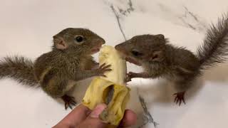 กระรอกน้อยกินกล้วย! Little squirrels eating a banana