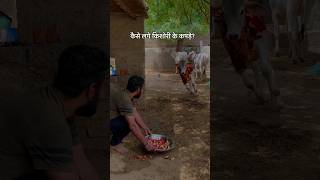 कैसे लगे किशोरी के कपड़े?❤️❤️ #cows #cow #shorts #viral #youtubeshorts