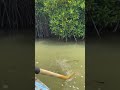 #pichavaram#mangrove forest # Beautiful location in south India# Travel love #Chidhambaram