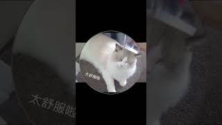 【铲屎官每日一撸】小喵猪梳毛会舒服