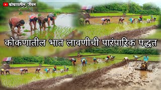 ||🌾 कोकणातील भात शेती लावणीची पारंपारिक पध्दत  🌾|| #सोल्ये #konkan #farmar #shetkari #कोकणातील जीवन