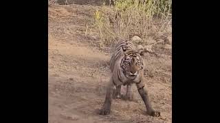 Alert dog escapes tiger attack #shorts #alert #dog #escapes #escape #tiger #attack #animals #animal