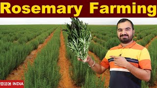 Rosemary Farming | Gulmehndi farming | RoseMary Plantation | Rosemary ki kheti  #farming