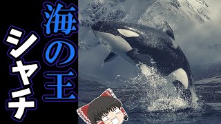 【ゆっくり解説】最近白い鯱が見つかったから、海のギャング「シャチ」の驚くべき能力や知性を解説【ニュースで話題になった動物解説シリーズ】【ゆっくり茶番】