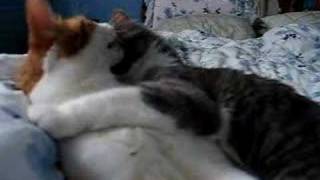Gay cats