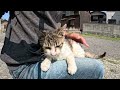 猛烈に甘えてきた猫島の子猫が膝の上に乗って喉を鳴らしてカワイイ　こねこ動画