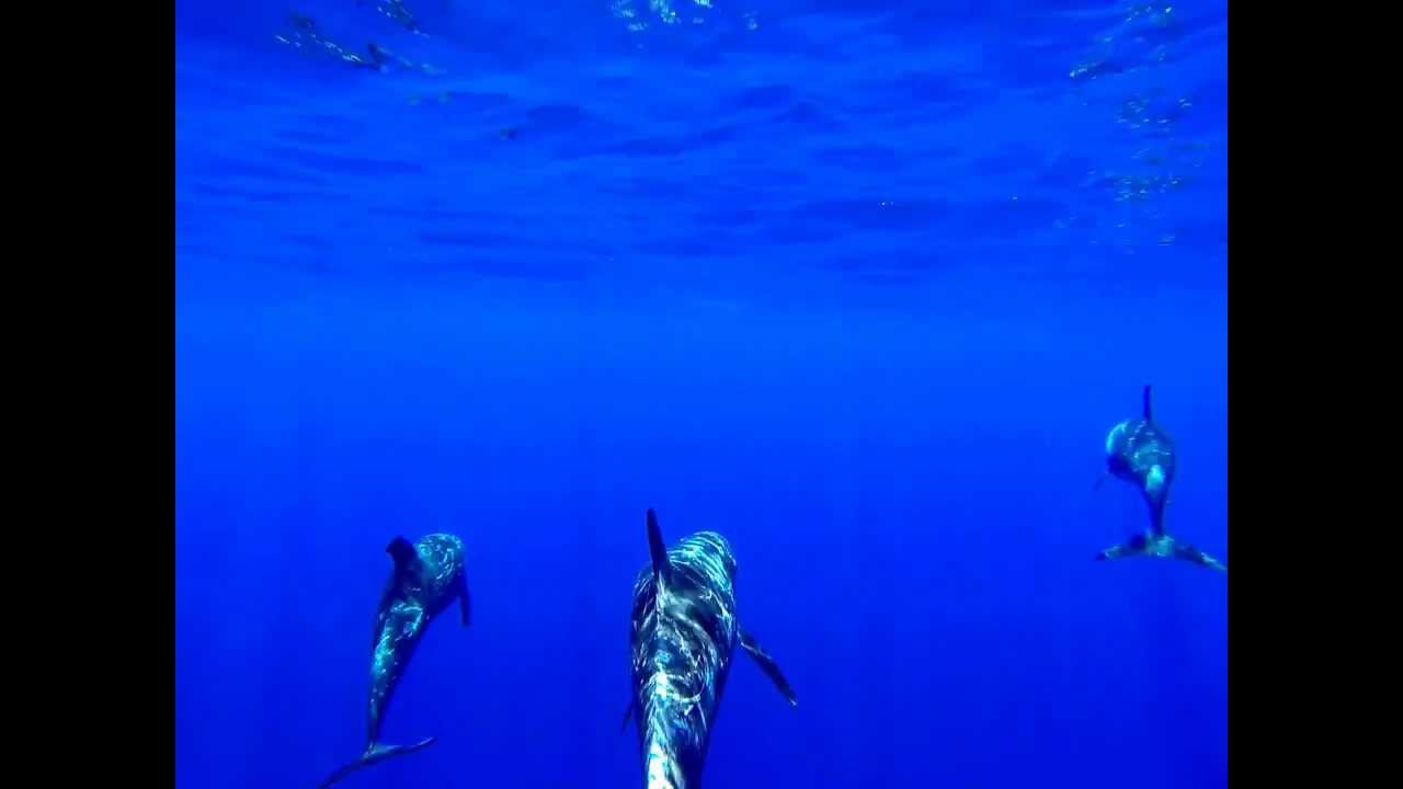 Risso's Dolphins - YouTube