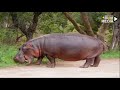 elephant vs hippo hippopotamus vs tiger real fight who is the real king of forest