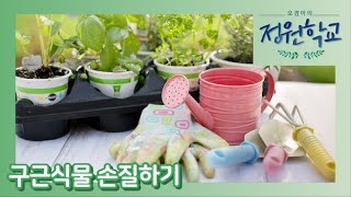 봄 화단 정리하기(5월). 꽃이 지고 난 식물들의 관리법 알려드릴게요~