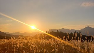 曽爾高原　絶景秋散歩　夕陽に染まるすすき畑