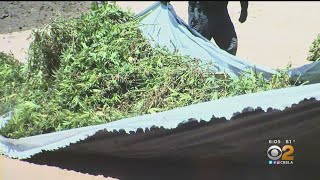 LA County Sheriff Announces Larges Illegal Marijuana Grow Bust In Department's History