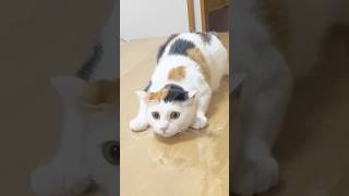 フリフリする三毛猫　#猫 #cat #保護猫#三毛猫 #猫のいる暮らし #shorts #かわいい