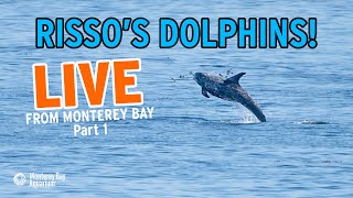 Spotted some Risso's dolphins from the back deck!! — Part 1 | Live From The Monterey Bay!