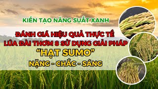 BVN - ĐÁNH GIÁ HIỆU QUẢ THỰC TẾ LÚA ĐÀI THƠM 8 SỬ DỤNG GIẢI PHÁP HẠT SUMO NẶNG - CHẮC - SÁNG