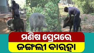 Wild Boar Bonds With Forest Guard In Bhitarkanika National Park