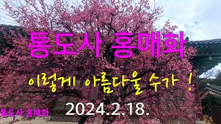 [경남 양산]  🌸통도사 홍매화 이렇게 아름다울 수가 ! 서둘러 다녀오세요