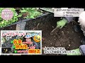 【宿根草】植えとけば良かった…と後悔しないために‼️春植え12品種 花期が長い宿根草を厳選 春夏秋冬咲き続け、100輪以上の花をつける強者も🌼庭が寂しくならない品種選び【ガーデニング】