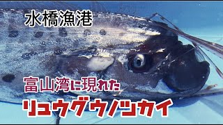 富山湾に現れた深海魚【リュウグウノツカイ】