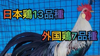 師匠の鶏　日本鶏13品種、外国鶏7品種