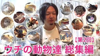 ウチの動物達 総集編【第2回】Exotic animals room tour.