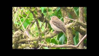 Tree Pipit at Tillycombe, Portland, Dorset, on 2nd October 2013