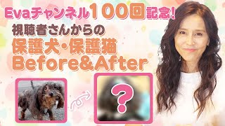 #100 Evaチャンネル100回記念！視聴者さんからの保護犬・保護猫 ビフォー＆アフター！