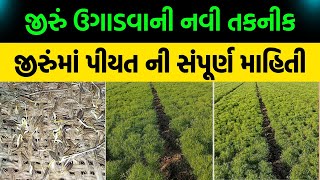 જીરું ના ઝડપી ઉગાવા ની નવી તકનીક | જીરુંમાં ક્યારે પીયત આપવું | જીરુંનું વાવેતર | જીરું ની ખેતી 2025