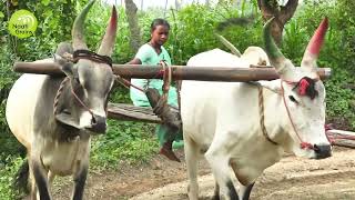 Bull Driven Groundnut Oil Making | Cold Pressed Oil by Wood Pressed Method 100% Natural Naati Grains