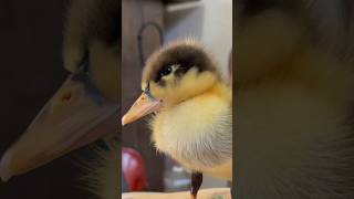 #baby #duck #pet #animal #cute #mallard #babymallard #funny #babyduck #cuteduck #lover