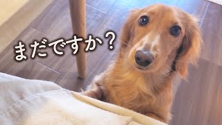 ママのご飯中も遊びたくて待てないレオ君【ミニチュアダックスフンド】