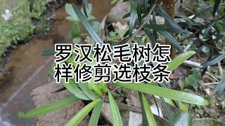 罗汉松毛树怎样修剪选枝条How to prune and select branches of bristle trees of Podocarpus arvensis