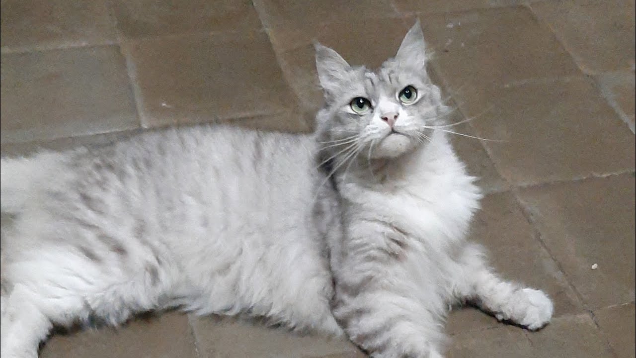 Persian Cat Videos Youtube