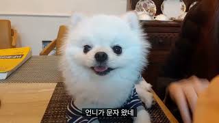 우리집 귀염둥이 사랑이