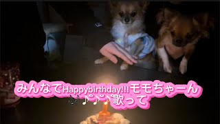 【チワワ】モモちゃんの1歳の誕生日でした🐶💕みんなでお祝い㊗️