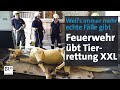 Tierrettung XXL, aber nur zur Übung – Feuerwehr probt für den Ernstfall | Abendschau | BR24