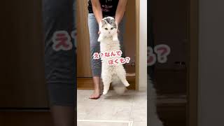 さすが師匠…風呂の入り方もオモロいですね…【おしゃべりする猫】 #Shorts 【猫アテレコ】