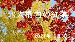 ［北海道の自然と風景4K］紅葉が綺麗な北大構内 2021/10/30