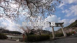 【福岡県中間市】垣生公園の桜をお届け🌸