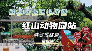 吃不香|5分钟保姆级带逛红山动物园，拒绝走弯路