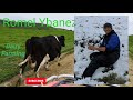 LIFE IN DAIRY FARMING | Romel Ybanez Vlog