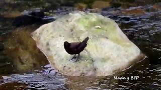 河烏與幼鳥/Brown Dipper and Their Babies