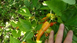 Hungarian Hot and Banana Wax rather than Bell Peppers