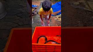 പാമ്പ് പോലത്തെ മീൻ| ലൂക്കാച്ചന് തൊടണം എന്ന് 🤣 #fish #fishlovers #eel #aquariumfish