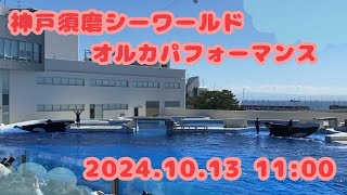 神戸須磨シーワールド　オルカパフォーマンス　2024.10.13 11:00