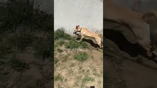My dog jack give me the rope jack #dogplaying #puppy #labradortraining #viral #doglover #dog