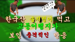 국뽕 유튜버가 된 베이컨 [로블록스 애니메이션]