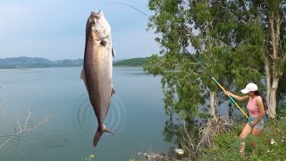 釣上大魚老闆的臉色變了！美女在玻璃心老闆魚池釣魚，30公斤的草魚差點脫鉤！ 【女釣友微微】#釣魚 #fishing #funny